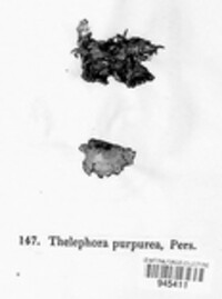 Chondrostereum purpureum image